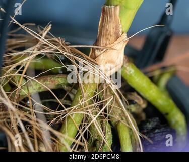 Le radici di una pianta di Vanda Orchid, epifitica, apprezzano l'esposizione all'aria Foto Stock