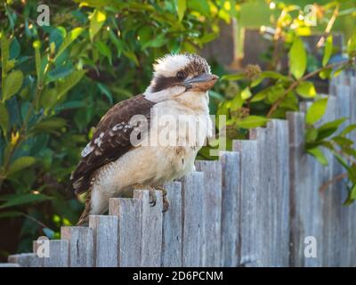 Kookaburra seduto tranquillamente su una recinzione di legno di un giardino sul cortile, sperando di un po 'di rimorchiatore Foto Stock