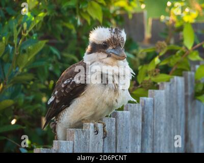 Australian Birds, Kookaburra, iconico uccello nativo seduto tranquillamente sulla recinzione di legno di un giardino cortile, sperando di un po 'di tucker, Australia Foto Stock