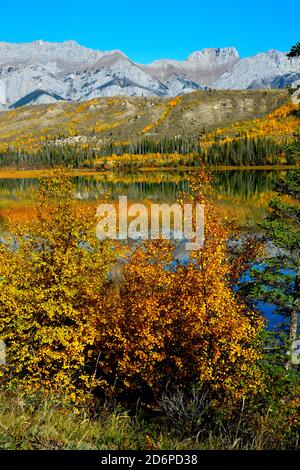 Un'immagine verticale di foglie di albero cambia colore con la catena montuosa Miette sullo sfondo nel Jasper National Park Alberta Canada. Foto Stock