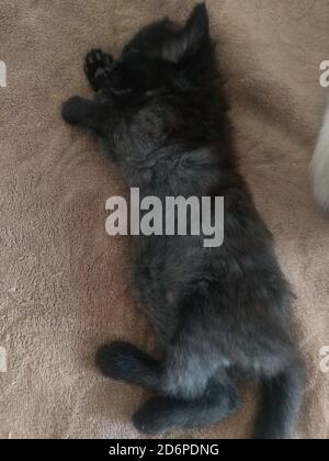 Dolce E Zenzero Nero Kitty I Gatti Domestici Di 8 Settimane Di Eta Felis Silvestris Catus Due Piccoli Gattini Giocando Su Pavimento Di Legno Curioso Tabby Kitty Animali Domestici Foto Stock Alamy