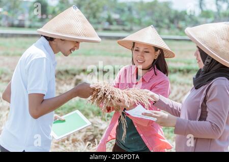 gli agricoltori osservano la raccolta del riso trattenendo la pianta del risone e tablet digitali dopo la raccolta insieme nei campi Foto Stock