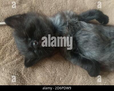 Dormire piccoli gattini carini. Due gattini stanno dormendo in un abbraccio. Gattino domestico bianco e nero. Foto Stock