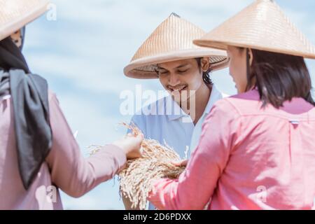 gli agricoltori osservano il rendimento tenendo le piante di riso che girare il giallo dopo la raccolta insieme nei campi Foto Stock