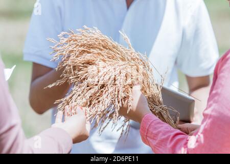 primo piano delle mani degli agricoltori che tengono piante di riso che girano giallo dopo la raccolta insieme nei campi Foto Stock