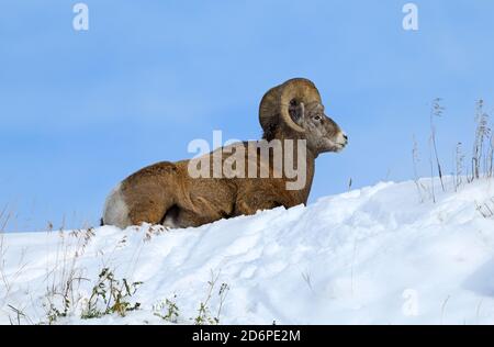 Una pecora maschile Bighorn 'Orvis canadensis', che si posa nella neve fresca in cima a una collina ai piedi delle montagne rocciose in Alberta Canada Foto Stock