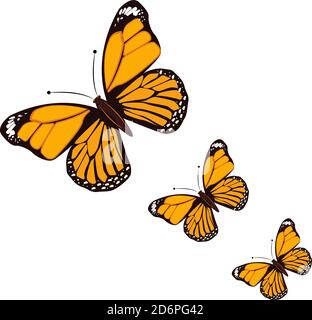 Farfalla arancione, illustrazione, vettore su sfondo bianco. Illustrazione Vettoriale