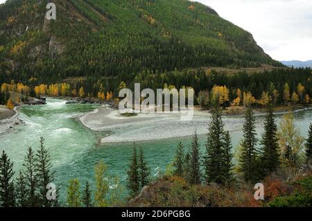 Uno sguardo attraverso i pini alla confluenza di due fiumi di montagna turbolenti di colore turchese. Confluenza di Katun e Argut, Altai, Siberia, Ru Foto Stock