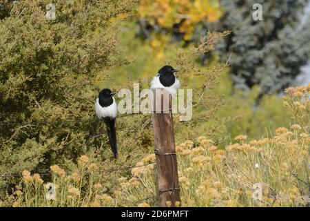 Due uccelli magpie nero fatturato o pica hudsonia arroccato su recinzione e palo di recinzione in mezzo alla vegetazione di autunno Foto Stock