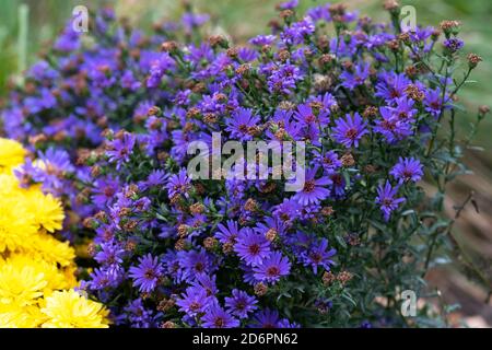 Purple Aster crescente in Giardino, Fiori Perenni Autunno Foto Stock