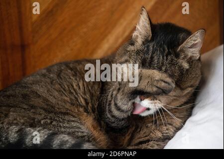 adulto gatto tabby pulizia viso con zampa Foto Stock