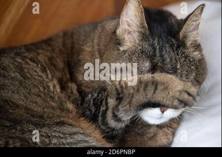 adulto gatto tabby pulizia viso con zampa Foto Stock