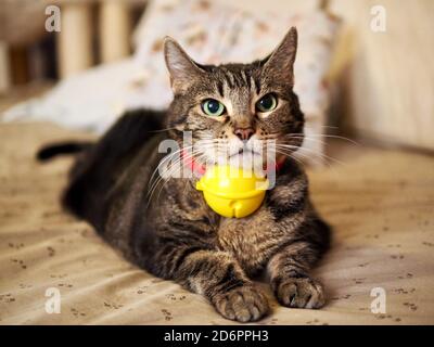 Mintie il tabby essendo Doraemon Foto Stock