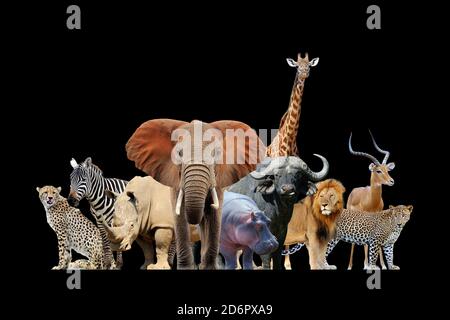 Primo piano vista molti animali africani. Animale selvatico isolato su sfondo nero Foto Stock