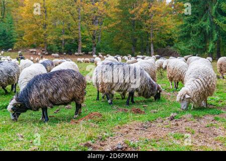 Mandria di pecore sul prato soleggiato d'autunno. Agricoltura tradizionale nella regione dei Carpazi Foto Stock