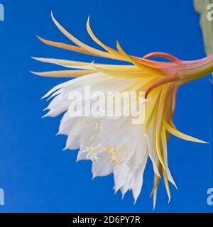 Orchidea Cactus (Epiphyllum laui) fiore. Foto Stock