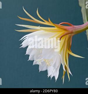 Orchidea Cactus (Epiphyllum laui) fiore. Foto Stock