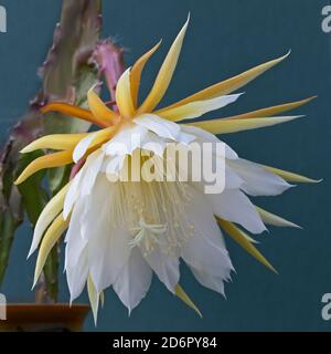 Orchidea Cactus (Epiphyllum laui) fiore. Foto Stock