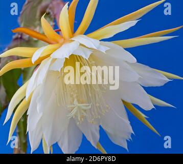 Orchidea Cactus (Epiphyllum laui) fiore. Foto Stock