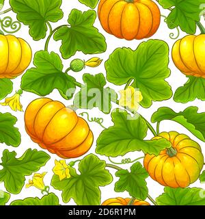 modello vettoriale della zucca Illustrazione Vettoriale