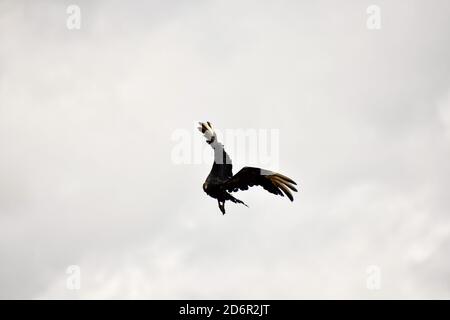 Cicogna in volo, foto come sfondo, scattata nel parco del lago del vulcano Arenal in Costa rica America centrale Foto Stock