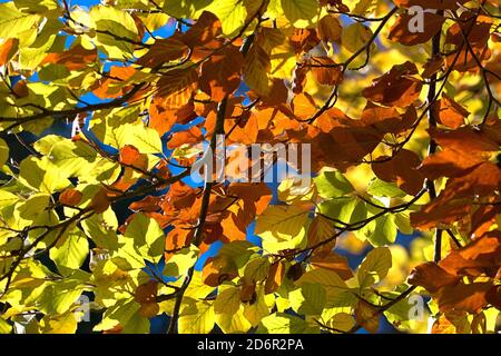 Schleswig, Germania. 17 Ott 2020. 17 ottobre 2020, Schleswig, un faggio comune (Fagus sylvatica) con foglie autunnali colorate crea un meraviglioso umore autunnale quando il sole splende. Eurosiden i, ordine: Faggio (Fagales), famiglia: Faggio (Fagaceae), sottofamiglia: Fagoideae, genere: Faggio (Fagus), specie: Faggio comune | uso nel mondo Credit: dpa/Alamy Live News Foto Stock