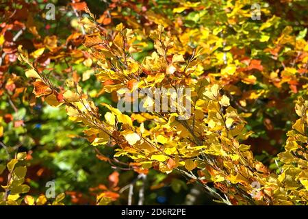 Schleswig, Germania. 17 Ott 2020. 17 ottobre 2020, Schleswig, un faggio comune (Fagus sylvatica) con foglie autunnali colorate crea un meraviglioso umore autunnale quando il sole splende. Eurosiden i, ordine: Faggio (Fagales), famiglia: Faggio (Fagaceae), sottofamiglia: Fagoideae, genere: Faggio (Fagus), specie: Faggio comune | uso nel mondo Credit: dpa/Alamy Live News Foto Stock