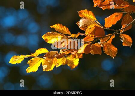 Schleswig, Germania. 17 Ott 2020. 17 ottobre 2020, Schleswig, un faggio comune (Fagus sylvatica) con foglie autunnali colorate crea un meraviglioso umore autunnale quando il sole splende. Eurosiden i, ordine: Faggio (Fagales), famiglia: Faggio (Fagaceae), sottofamiglia: Fagoideae, genere: Faggio (Fagus), specie: Faggio comune | uso nel mondo Credit: dpa/Alamy Live News Foto Stock