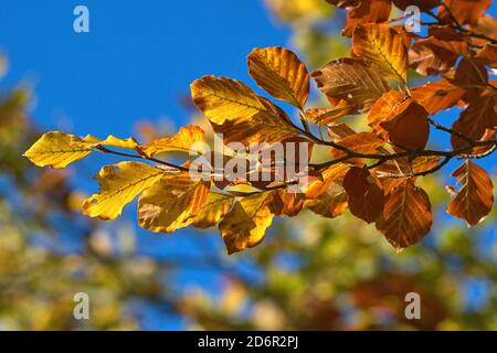 Schleswig, Germania. 17 Ott 2020. 17 ottobre 2020, Schleswig, un faggio comune (Fagus sylvatica) con foglie autunnali colorate crea un meraviglioso umore autunnale quando il sole splende. Eurosiden i, ordine: Faggio (Fagales), famiglia: Faggio (Fagaceae), sottofamiglia: Fagoideae, genere: Faggio (Fagus), specie: Faggio comune | uso nel mondo Credit: dpa/Alamy Live News Foto Stock