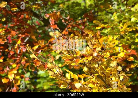 Schleswig, Germania. 17 Ott 2020. 17 ottobre 2020, Schleswig, un faggio comune (Fagus sylvatica) con foglie autunnali colorate crea un meraviglioso umore autunnale quando il sole splende. Eurosiden i, ordine: Faggio (Fagales), famiglia: Faggio (Fagaceae), sottofamiglia: Fagoideae, genere: Faggio (Fagus), specie: Faggio comune | uso nel mondo Credit: dpa/Alamy Live News Foto Stock