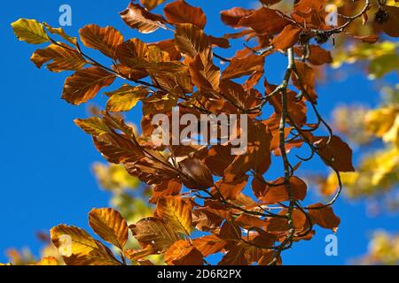 Schleswig, Germania. 17 Ott 2020. 17 ottobre 2020, Schleswig, un faggio comune (Fagus sylvatica) con foglie autunnali colorate crea un meraviglioso umore autunnale quando il sole splende. Eurosiden i, ordine: Faggio (Fagales), famiglia: Faggio (Fagaceae), sottofamiglia: Fagoideae, genere: Faggio (Fagus), specie: Faggio comune | uso nel mondo Credit: dpa/Alamy Live News Foto Stock