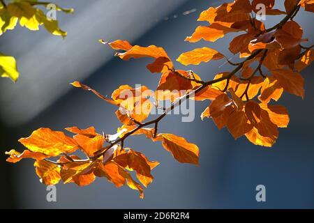 Schleswig, Germania. 17 Ott 2020. 17 ottobre 2020, Schleswig, un faggio comune (Fagus sylvatica) con foglie autunnali colorate crea un meraviglioso umore autunnale quando il sole splende. Eurosiden i, ordine: Faggio (Fagales), famiglia: Faggio (Fagaceae), sottofamiglia: Fagoideae, genere: Faggio (Fagus), specie: Faggio comune | uso nel mondo Credit: dpa/Alamy Live News Foto Stock