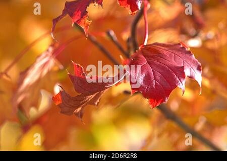 17 ottobre 2020, Schleswig, le foglie su un albero d'acero si mostrano in colori molto autunnali entro ottobre. | utilizzo in tutto il mondo Foto Stock