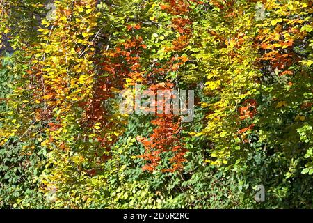 Schleswig, Germania. 17 Ott 2020. 17 ottobre 2020, Schleswig, un faggio comune (Fagus sylvatica) con foglie autunnali colorate crea un meraviglioso umore autunnale quando il sole splende. Eurosiden i, ordine: Faggio (Fagales), famiglia: Faggio (Fagaceae), sottofamiglia: Fagoideae, genere: Faggio (Fagus), specie: Faggio comune | uso nel mondo Credit: dpa/Alamy Live News Foto Stock