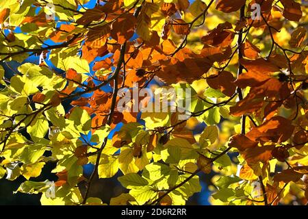 Schleswig, Germania. 17 Ott 2020. 17 ottobre 2020, Schleswig, un faggio comune (Fagus sylvatica) con foglie autunnali colorate crea un meraviglioso umore autunnale quando il sole splende. Eurosiden i, ordine: Faggio (Fagales), famiglia: Faggio (Fagaceae), sottofamiglia: Fagoideae, genere: Faggio (Fagus), specie: Faggio comune | uso nel mondo Credit: dpa/Alamy Live News Foto Stock