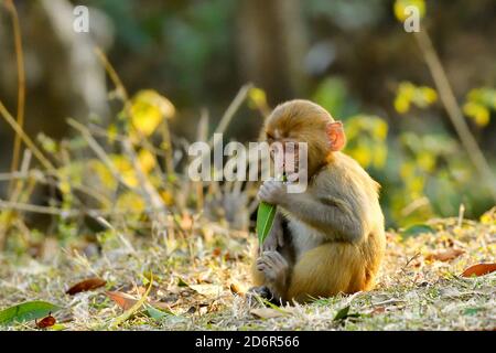 Rhesus Macaque, Macaca mulatta giovane in bosco a Pashupatinath, Kathmandu, Nepal Foto Stock