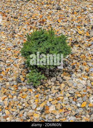 Chioccio di abete (Picea abies) Cultivar 'Dan's Dwarf' in giardino paesaggio - ornamentale sempreverde albero perenne di conifere per parco o giardino Foto Stock