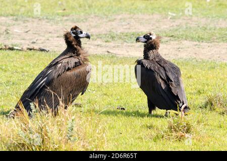Bianco - Vulture rumped, Gyps bengalensis, vicino al Parco Nazionale di Chitwan Nepal Foto Stock