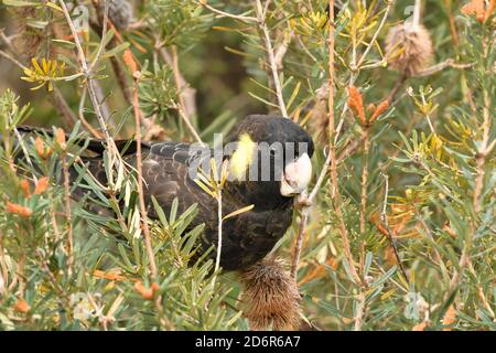 Giallo-tailed Black Cockatoo Calyptorhynchus funereus fotografata in Tasmania, Australia Foto Stock