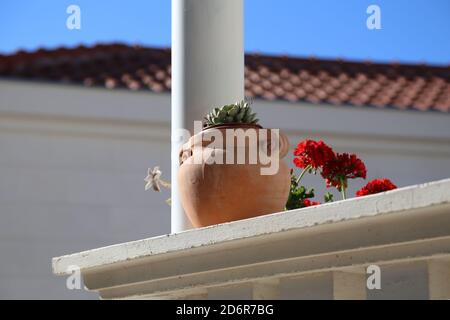 Pianta succulenta in una pentola di argilla e fiori rossi fuori la casa Foto Stock
