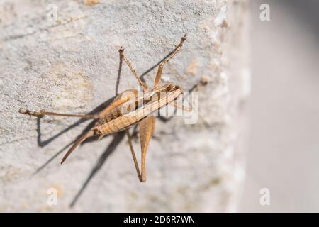Yersinella raymondi, femmina, nome comune Raymond's Bush-cricket, è una specie di 'katidis cricket' appartenente alla famiglia Tettigoniidae, in Croazia. Foto Stock