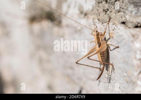 Yersinella raymondi, femmina, nome comune Raymond's Bush-cricket, è una specie di 'katidis cricket' appartenente alla famiglia Tettigoniidae, in Croazia. Foto Stock