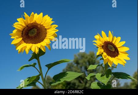 Due girasoli contro il cielo blu senza nuvole Foto Stock