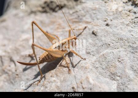 Yersinella raymondi, femmina, nome comune Raymond's Bush-cricket, è una specie di 'katidis cricket' appartenente alla famiglia Tettigoniidae, in Croazia. Foto Stock