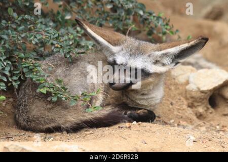 il grande fennec riposa nella sabbia Foto Stock