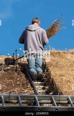 Thatcher che sostituisce un tetto di paglia su un cottage, uomo che lavora utilizzando le abilità artigianali tradizionali, Regno Unito Foto Stock