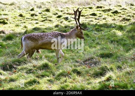 Allow Deer ad Attingham Park, Shropshire. Foto Stock