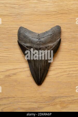 Grande dente di squalo megalodon nero (Otodus megalod) su fondo di legno Foto Stock