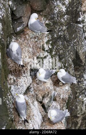 Gattiwake a zampe nere (Rissa tridactyla), colonia nelle scogliere dell'isola di Mykines, parte delle Isole Faroe nel Nord Atlantico. Europa, Nord Foto Stock