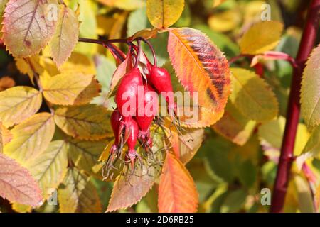 Bacche di rosa rossa mature su sfondo di foglie d'arancia variegate. Pianta medicinale, vitamina C. Foto Stock